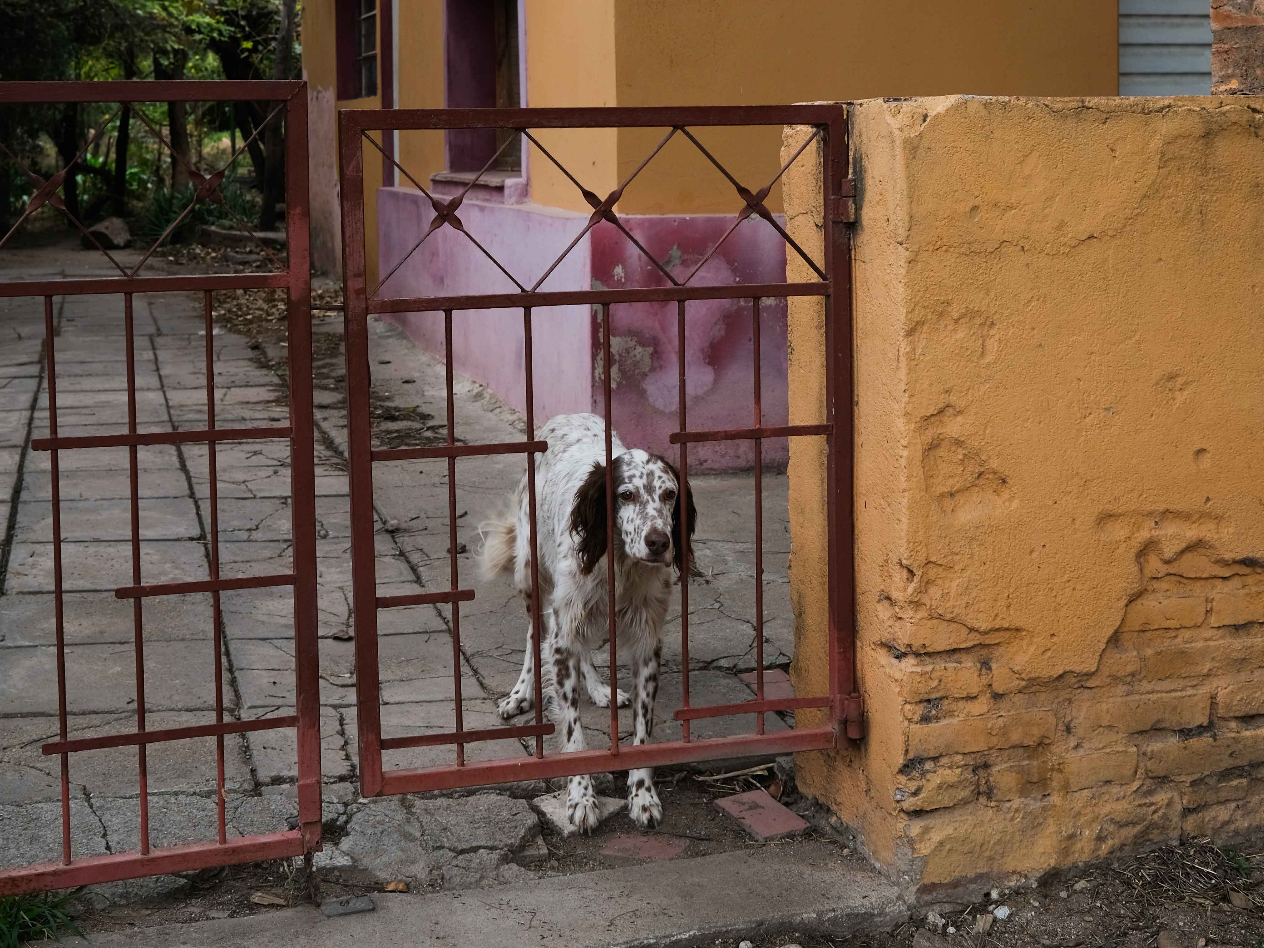 Outdoor Activities For Your Dog