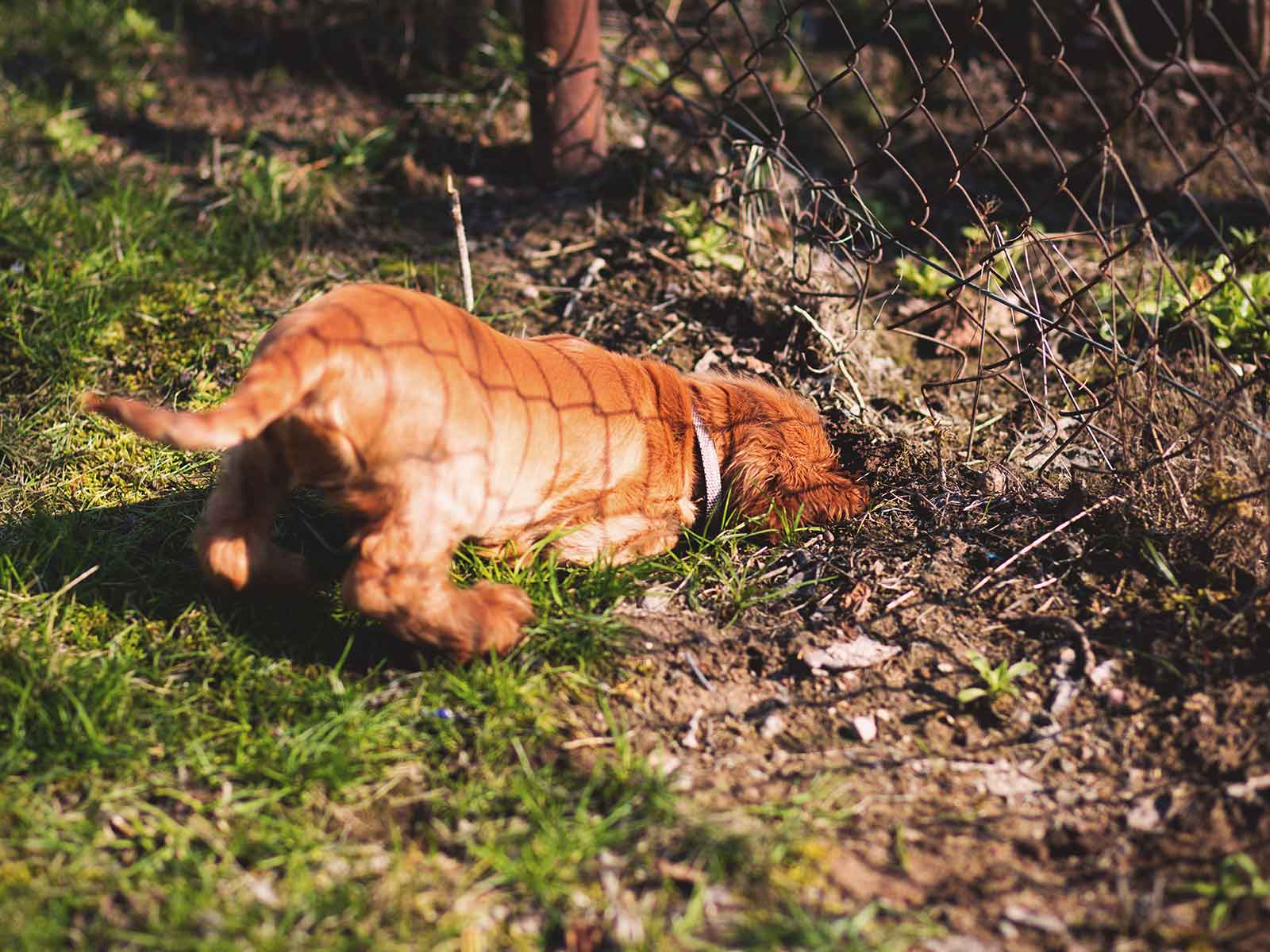 How to Keep My Small Dog from Getting Under My Privacy Fence