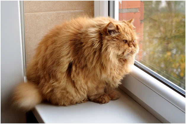 How to Prevent Cat Obesity