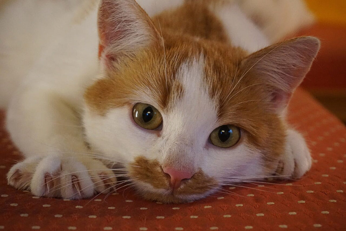 How to Satisfy an Indoor Cat That Wants to Go Outside
