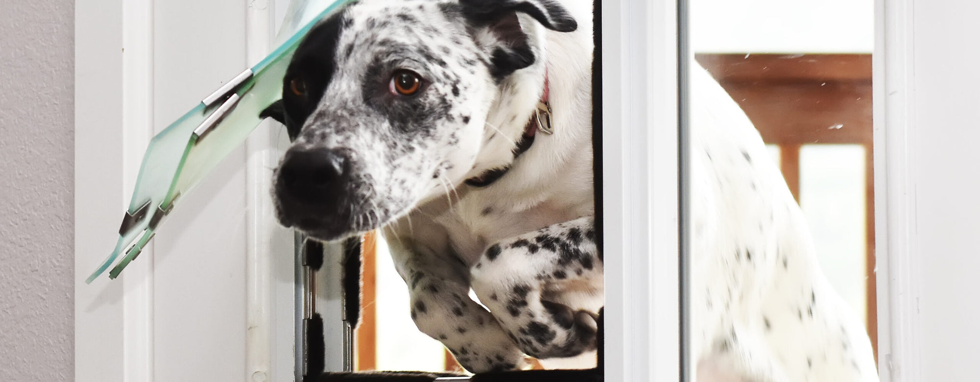 two corgi dogs sitting inside an exterior door with dog proofer hale pet door installed