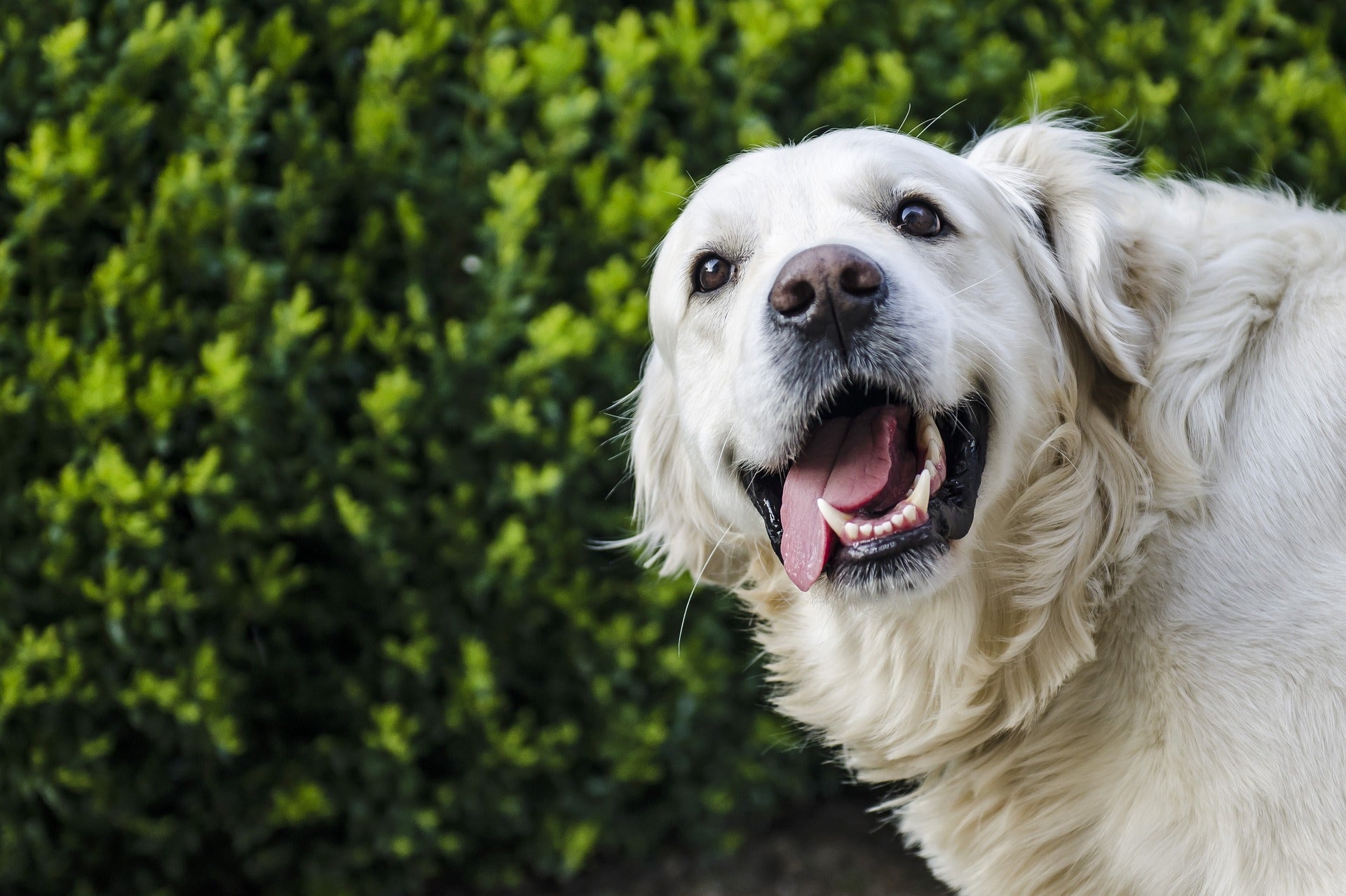 Funny dog