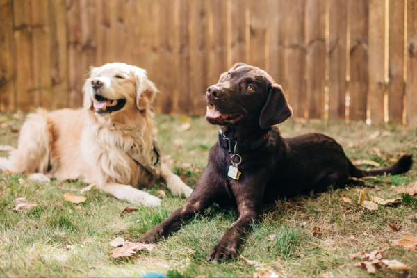 Two good boy dogs