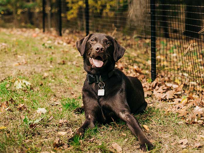 Top 3 Reasons to Consider Backyard Fencing for Dogs