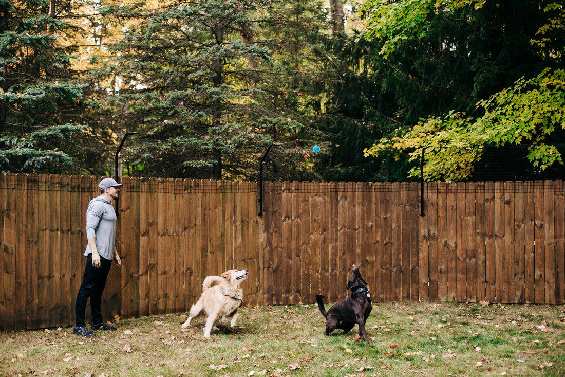 Top 6 Best Dog Fence Extensions