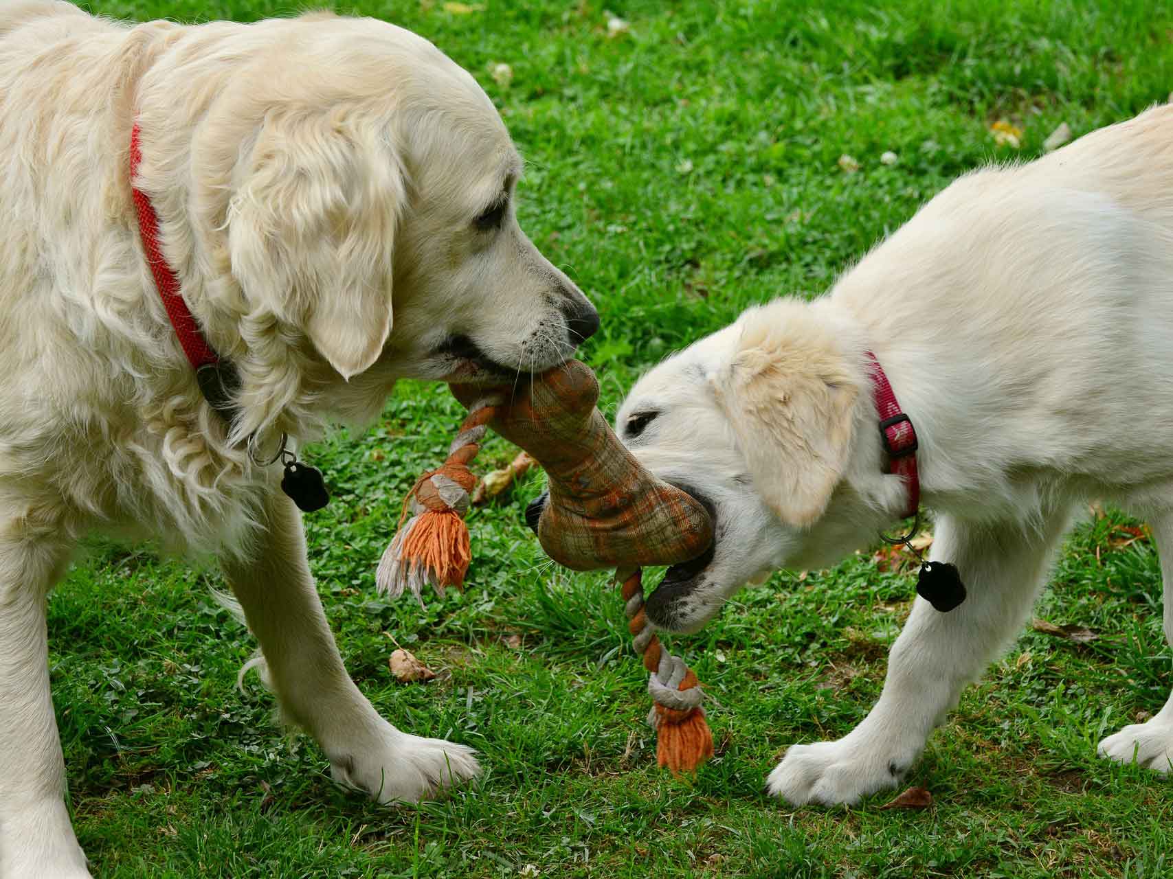 4 Ways To Make Your Backyard Fence Safer For Pets