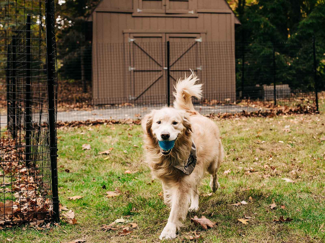 Why Choose Dog Proofer?