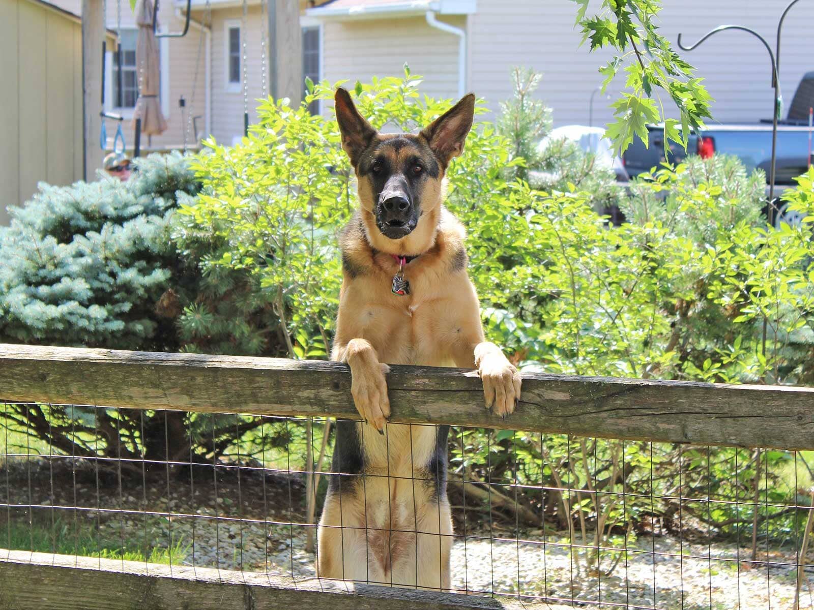 Prevent Dog From Escaping Over Fence