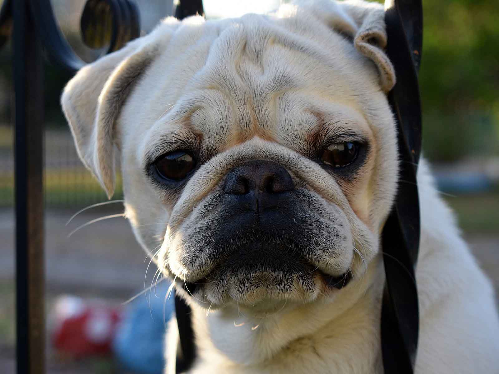How to Keep A Small Dog From Escaping From Your Yard