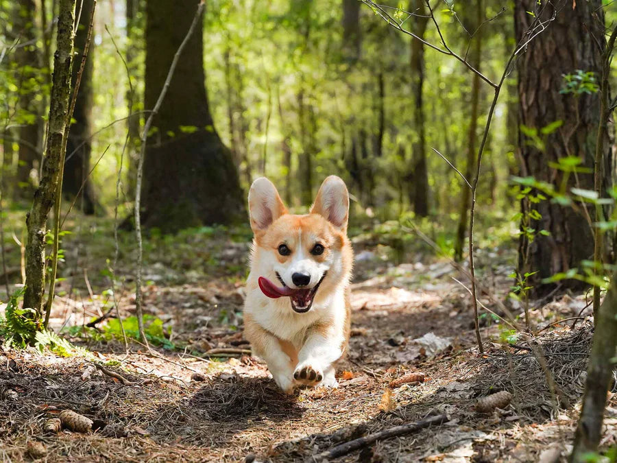 How to Choose the Best Fence for Your Dog