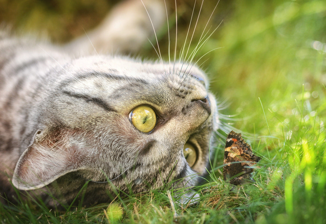 How to Set Up a DIY Cat Playpen Outdoors
