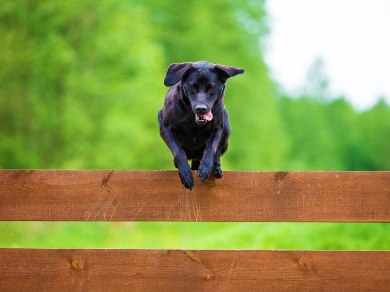 Dog Leaping over Fence