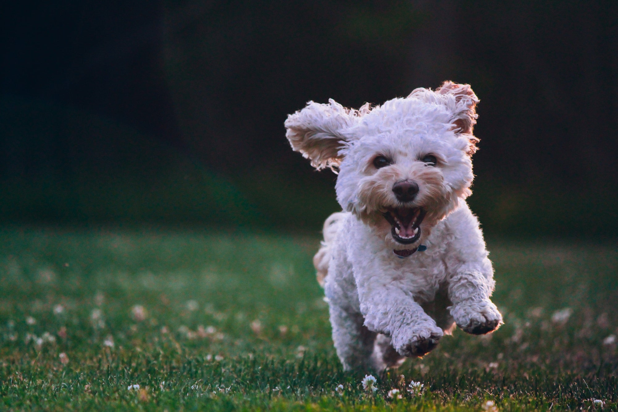 The Best Small Dog Fence Ranked (2024)