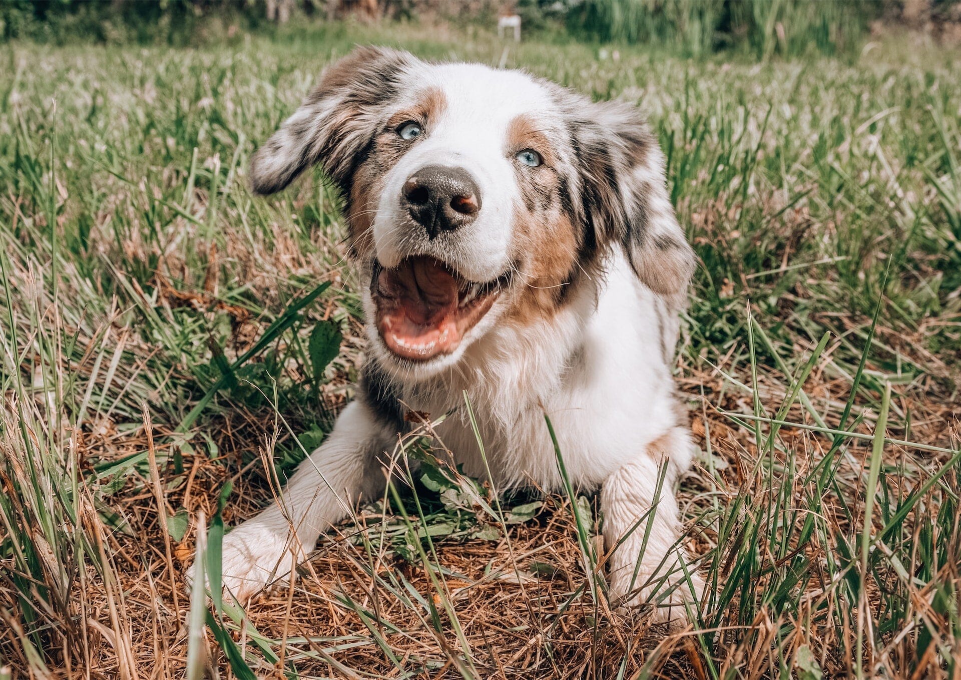 Outdoor Dog Safety: Keeping Your Four-Legged Friend Safe and Happy