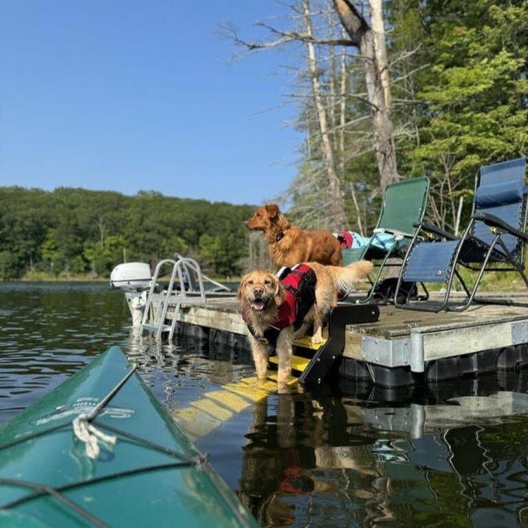 Water Ladders for Dogs