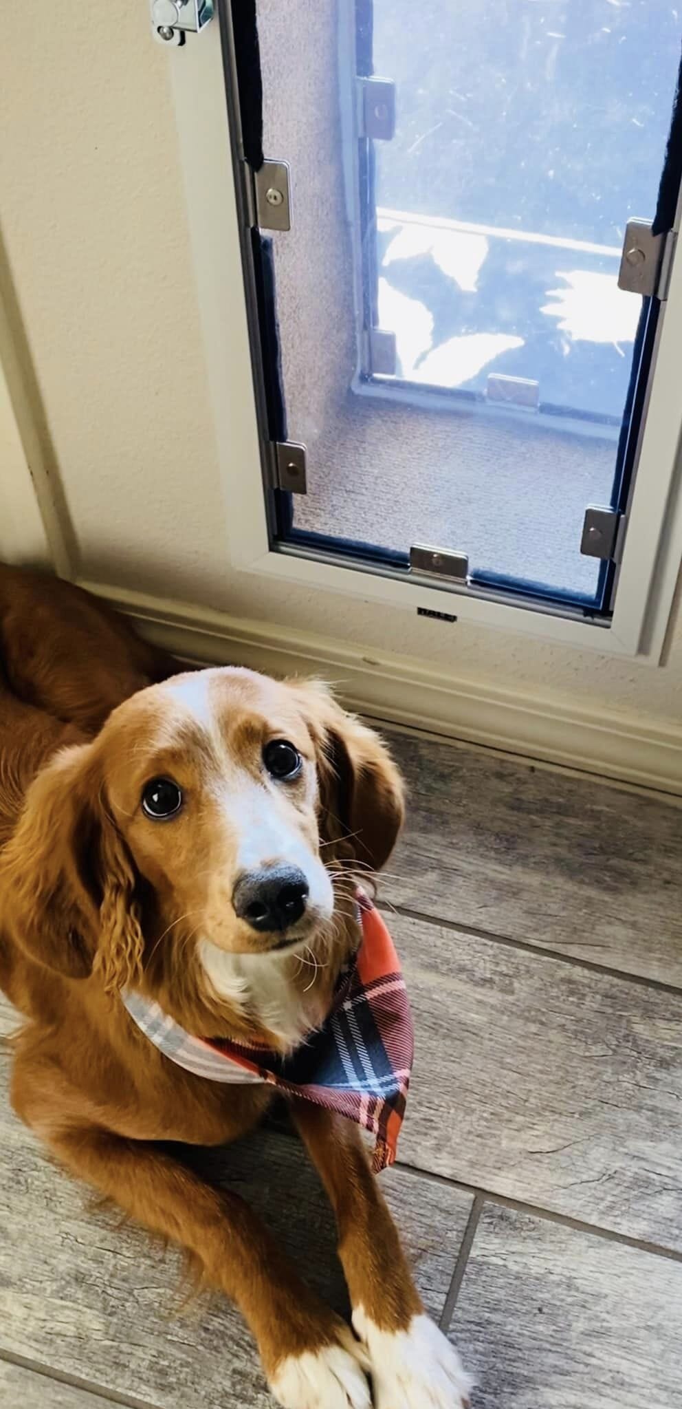 Dog flap shop for cocker spaniel