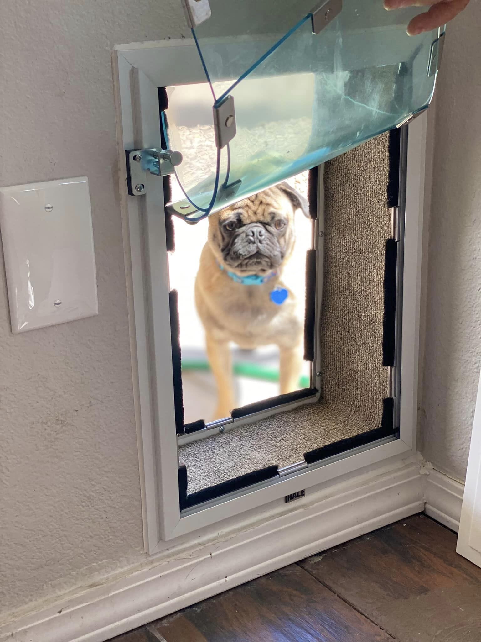 Dog Door - Wall Model HALE 