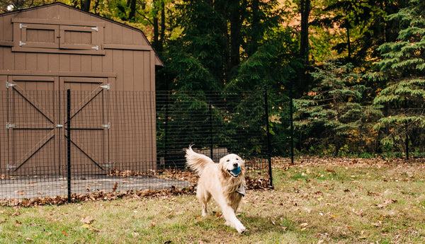 Happy Dog Outdoors