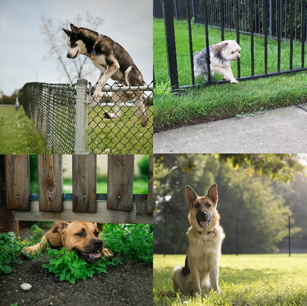Dogs Escaping Fences