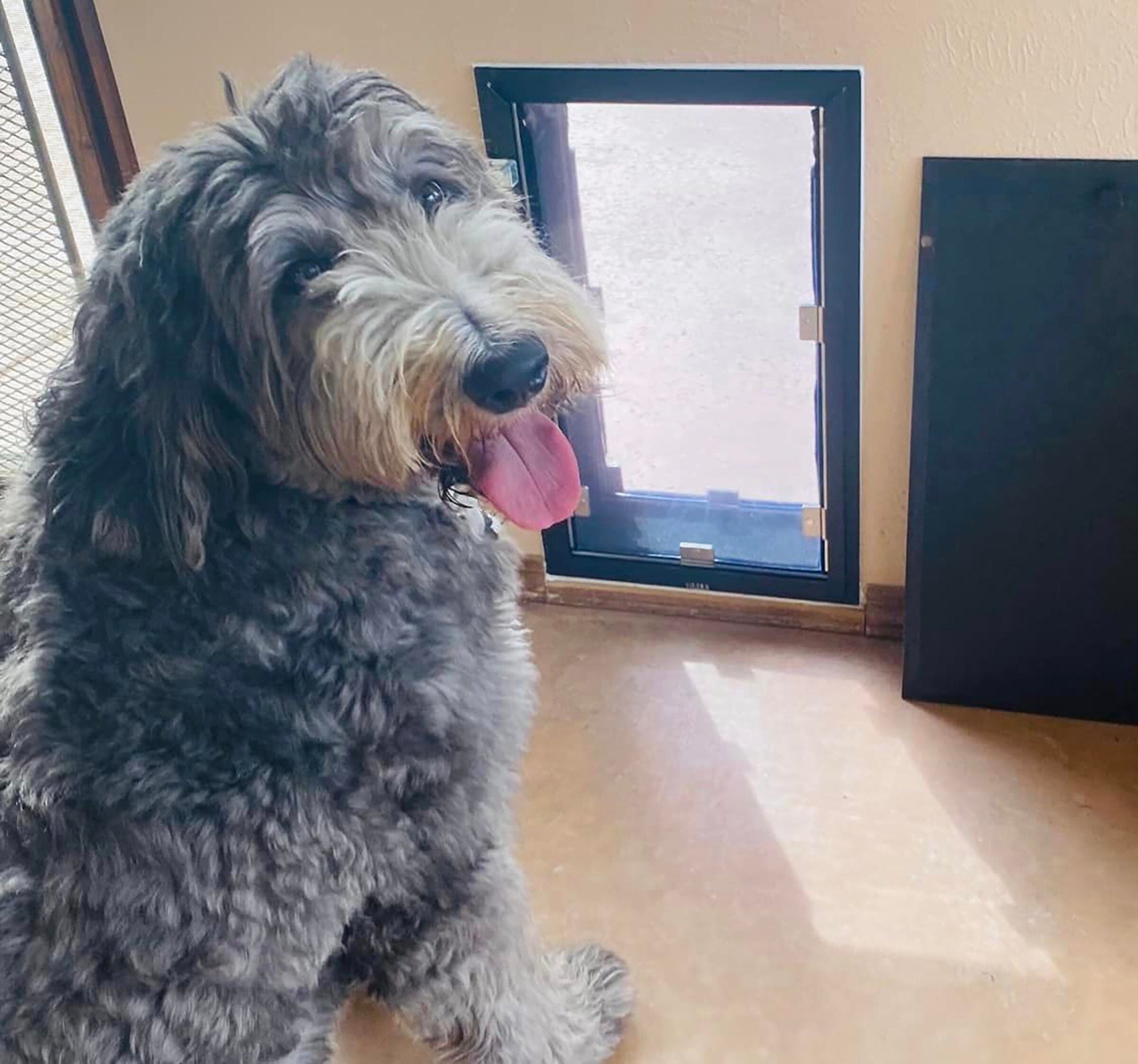 Dog Door - Wall Model HALE 