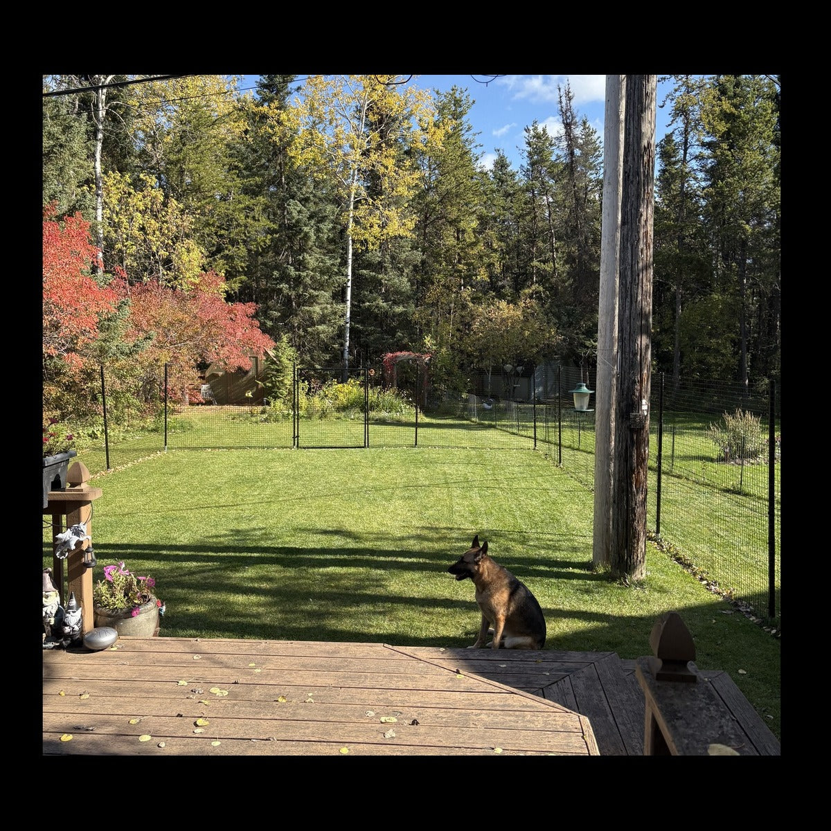 Freestanding DIY Dog Fence System