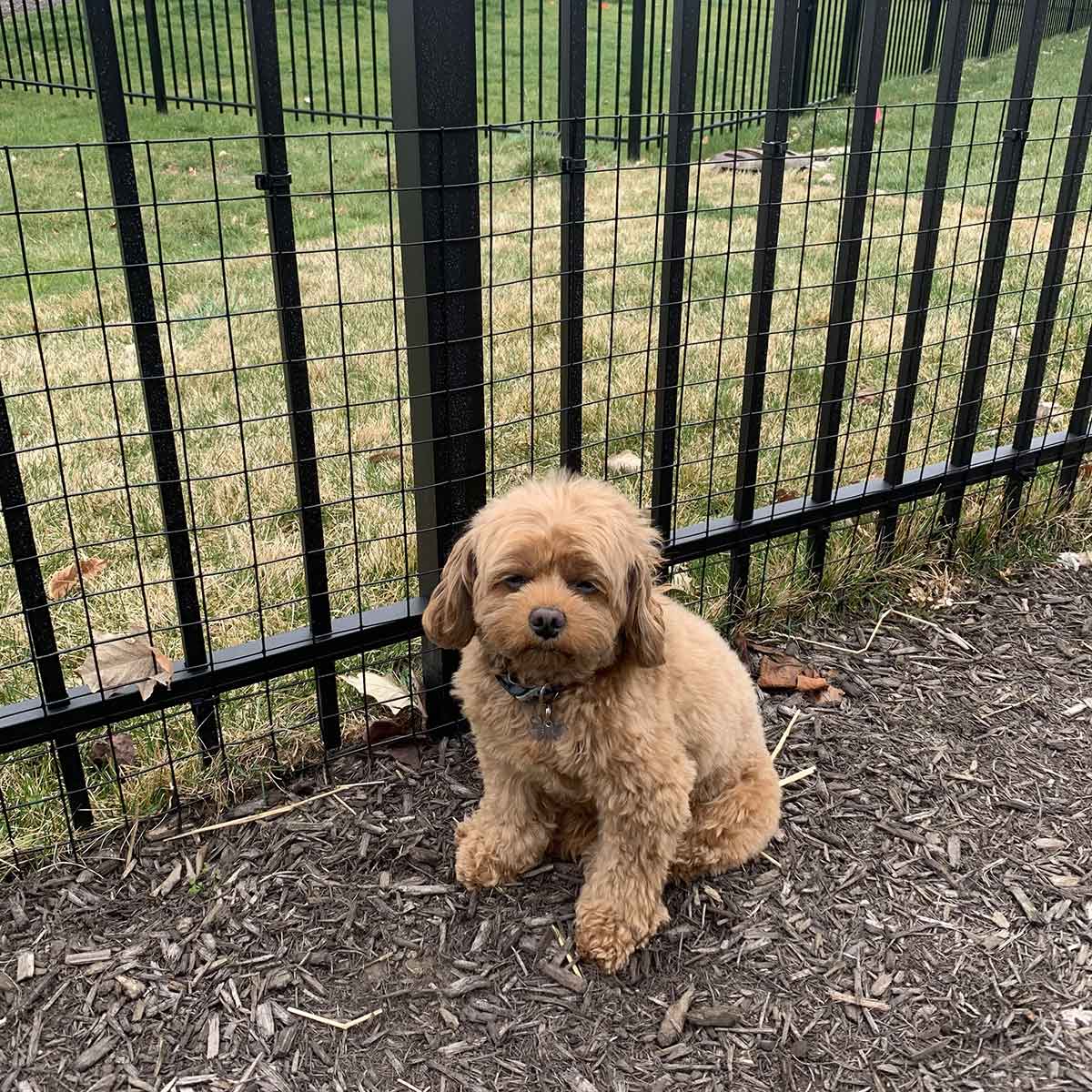 Small dog fence for yard clearance