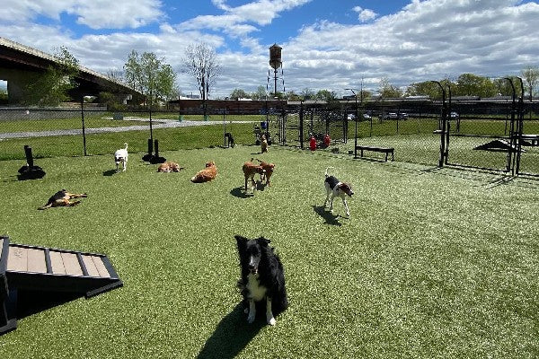Dog Facility Using Dog Proofer