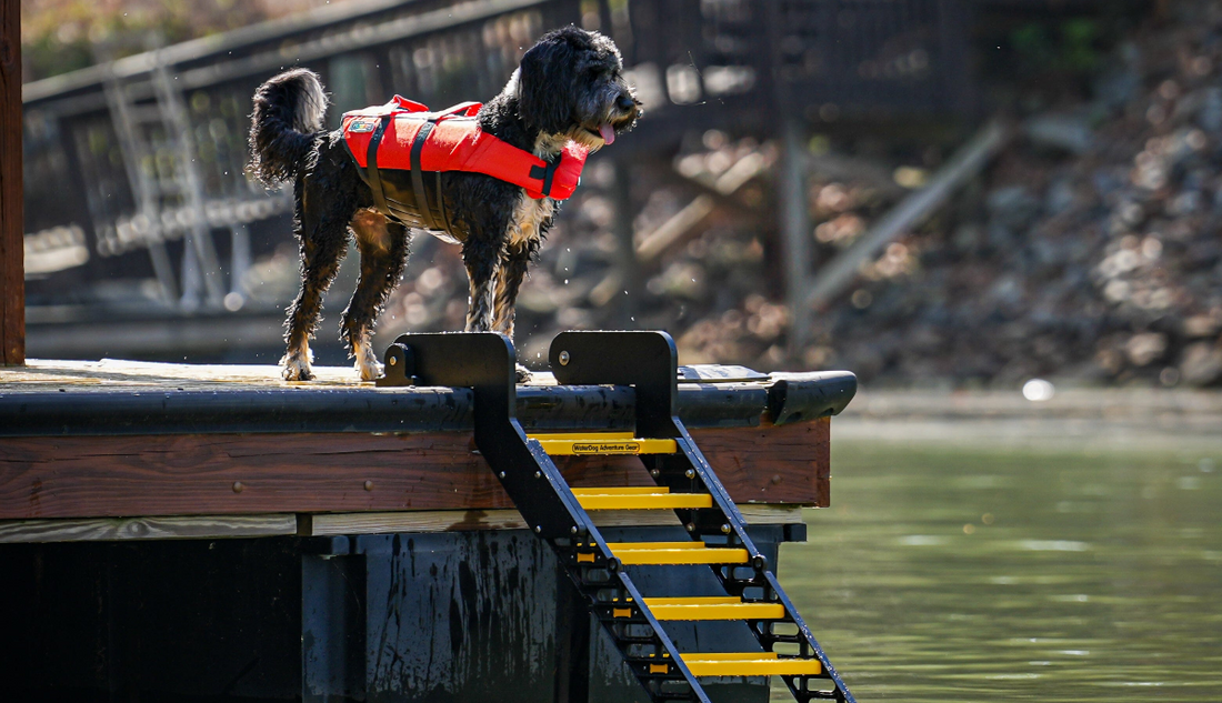 Dog dock ladder for water access