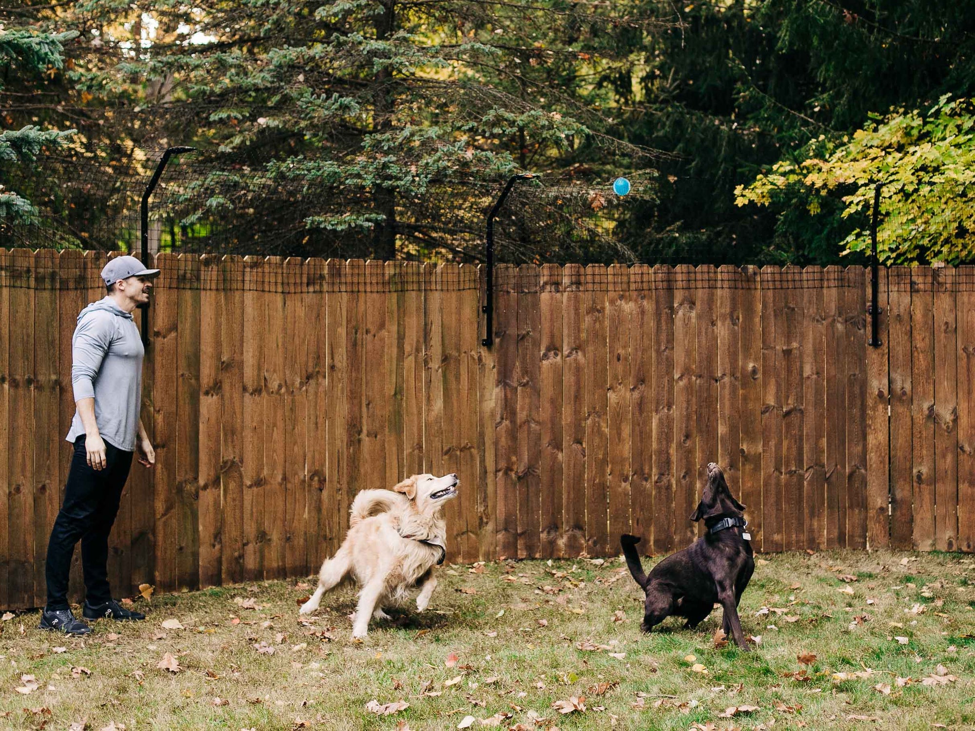 Man in backyard with dogs and dog proofer
