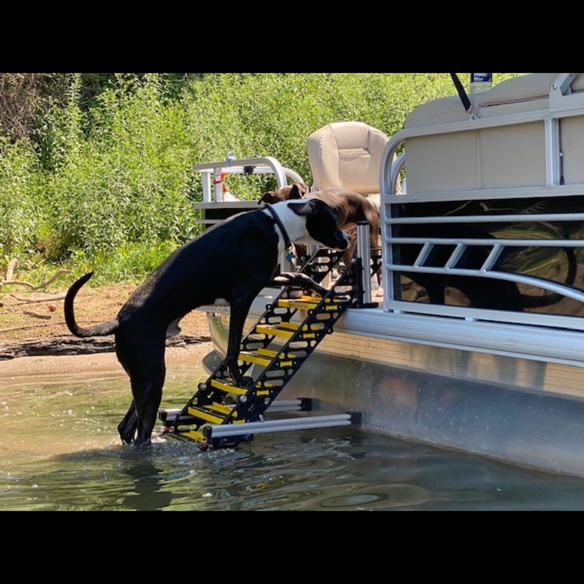 Pontoon dog ladder deals