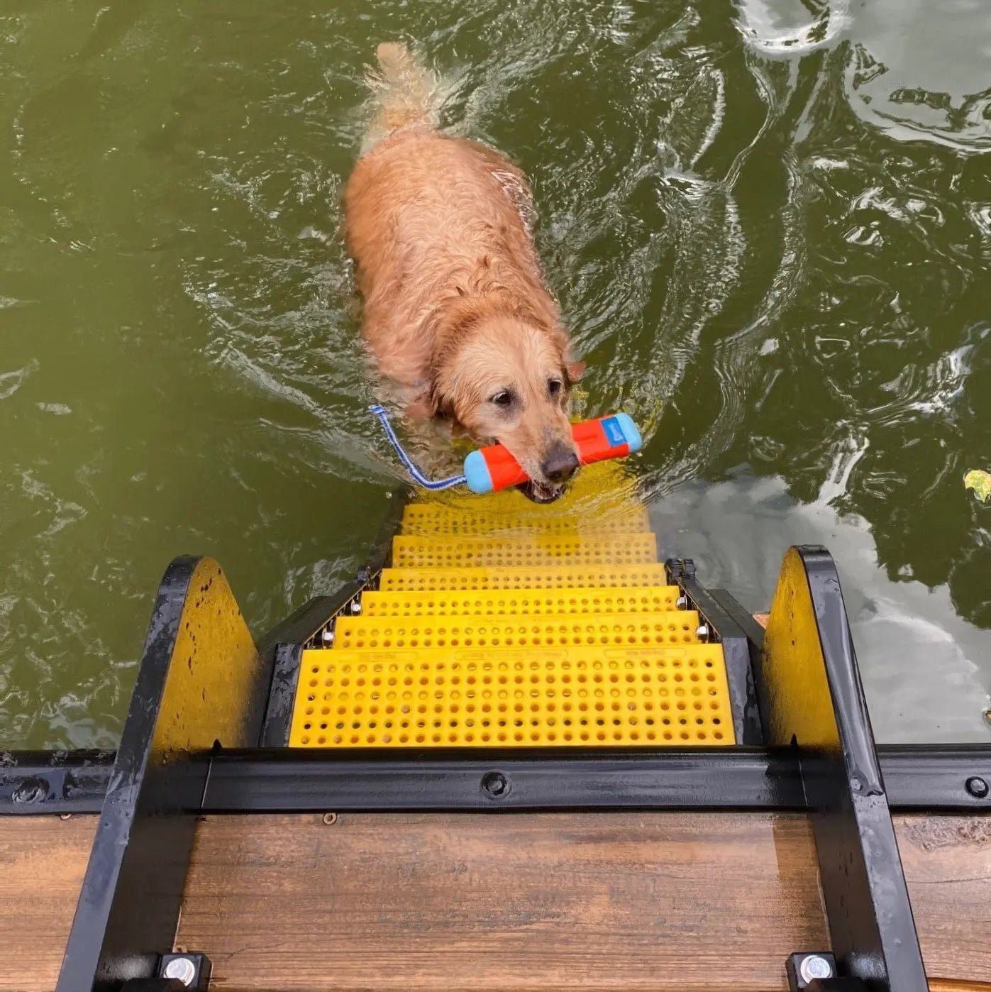 Dog pool ladders sale