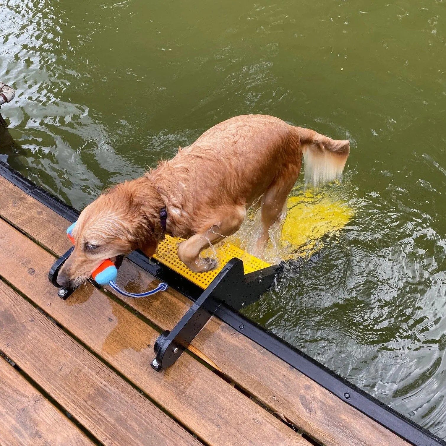 Ladder Or Ramp Dock Ramp/Ladder for Dogs - Dog Proofer