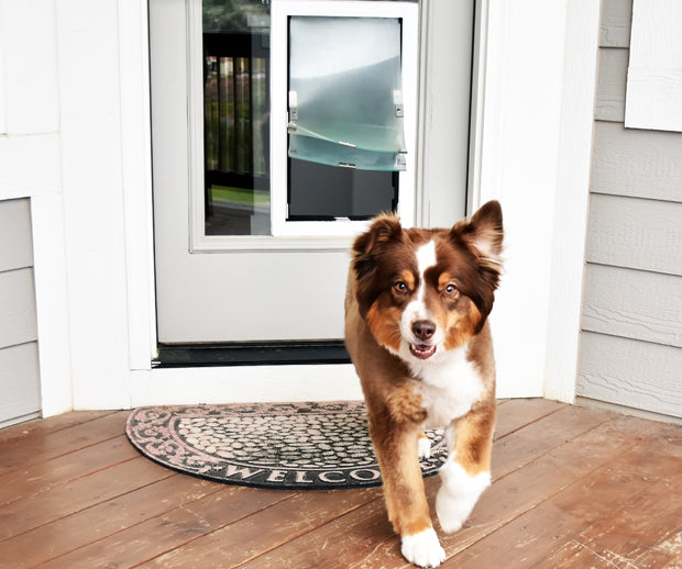 brown and white dog using Dog Proofer pet door manufactured by Hale