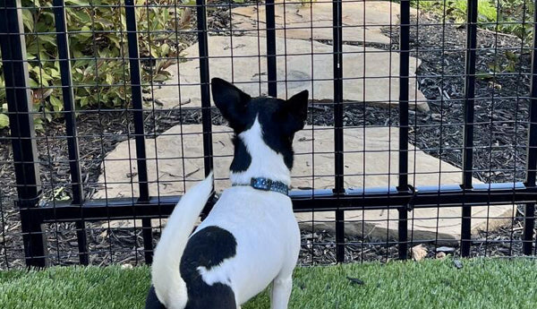 Stop Dog From Escaping Through Fence