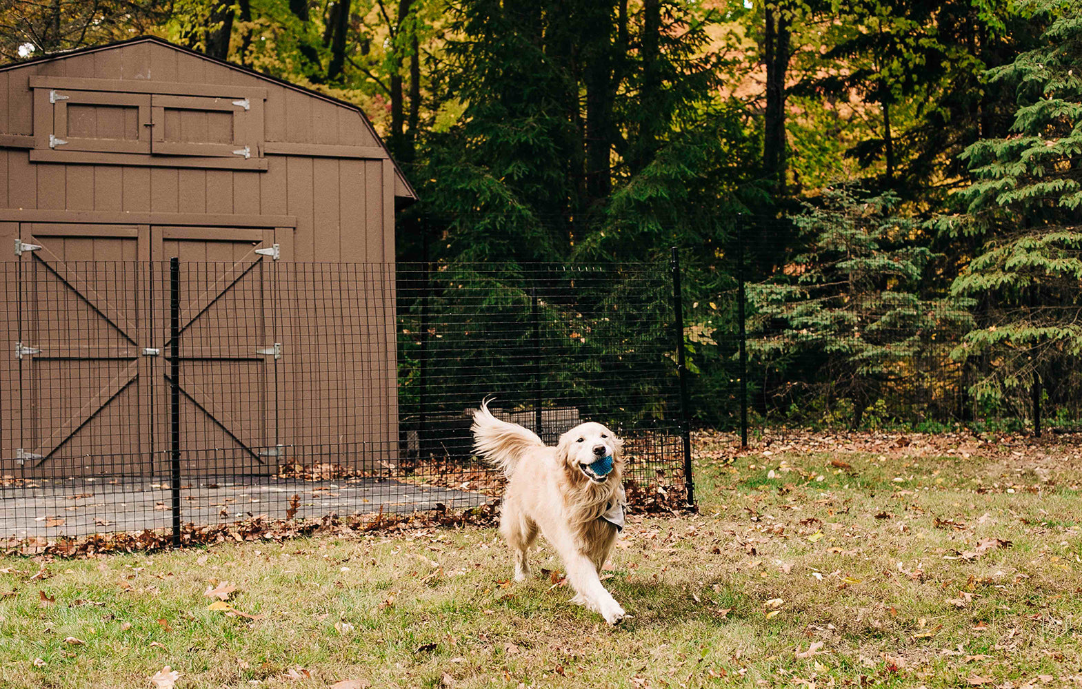 Tips for Puppy-Proofing Your Home and Yard for Your New Aussie