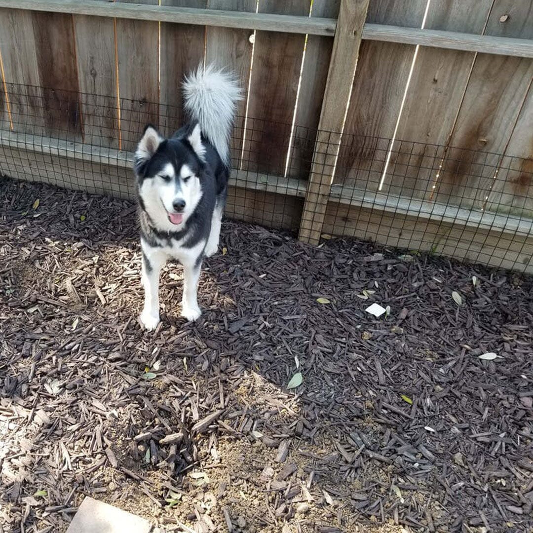 How to Stop a Dog from Digging: Proven Tips That Work