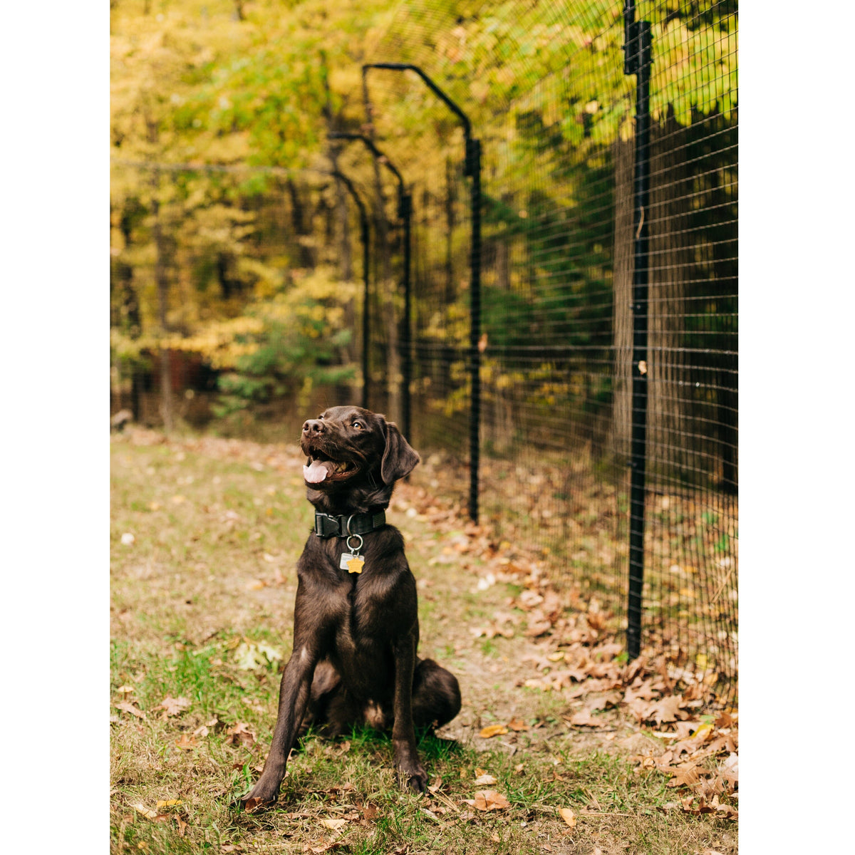 Image of Dog Proofer&#39;s tallest freestanding square-base dog fence for heightened pet security.