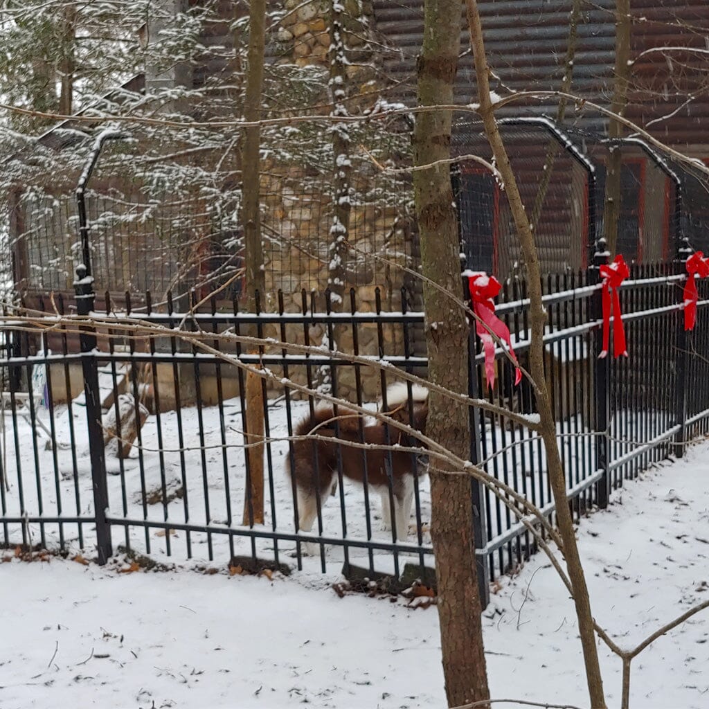 Snow fence for dogs discount