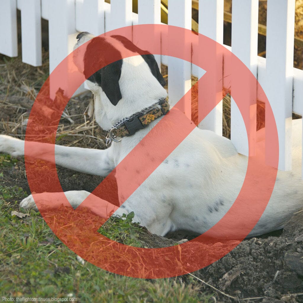 Photo of a dog caught in the act of digging under a fence, illustrating the need for an under-fence solution.