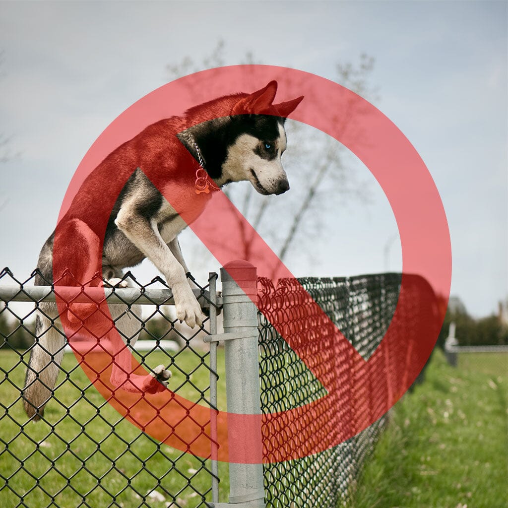 Dog Proofer&#39;s barrier in action, preventing a dog from jumping over a fence.